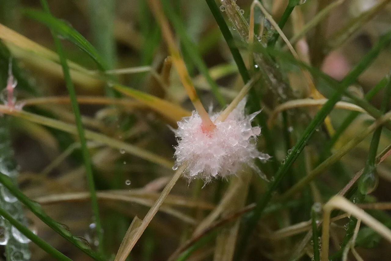 Laetisaria buckii (Laetisaria buckii) — photo mycologique
