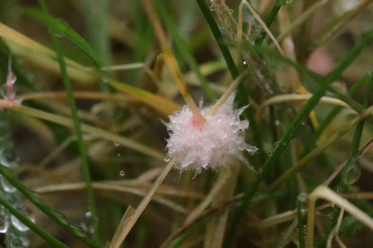 Laetisaria culmigena (Laetisaria culmigena) — photo mycologique
