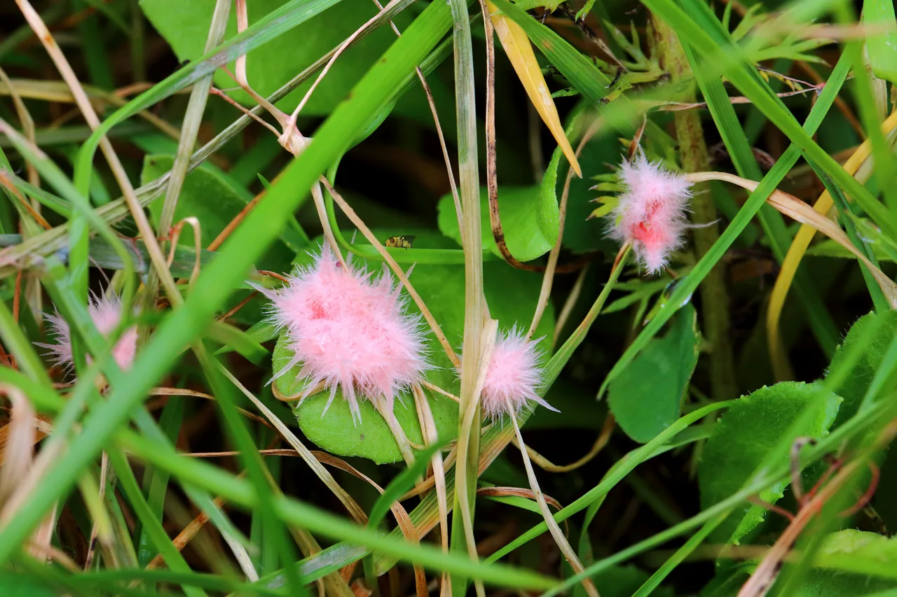 Laetisaria fuciformis (Laetisaria fuciformis) — photo mycologique