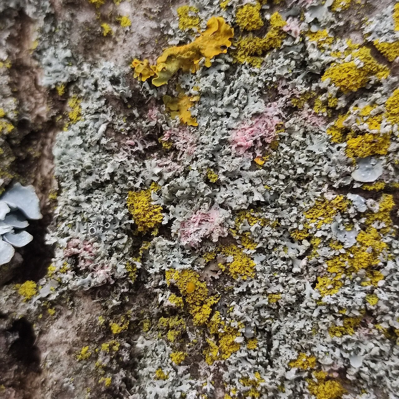 Laetisaria lichenicola (Laetisaria lichenicola) — photo mycologique