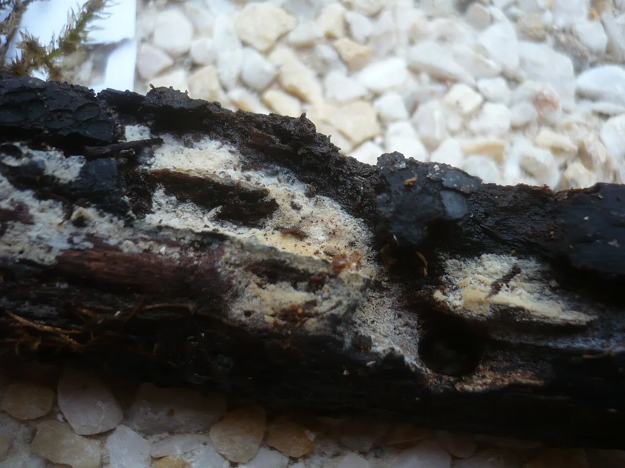 Lagarobasidium subdetritica (Lagarobasidium subdetritica) — photo mycologique