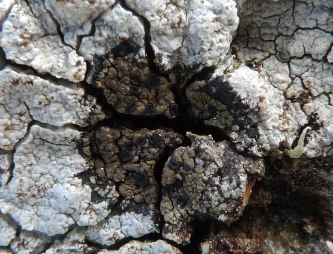 Lambiella maculata (Lambiella maculata) — photo mycologique