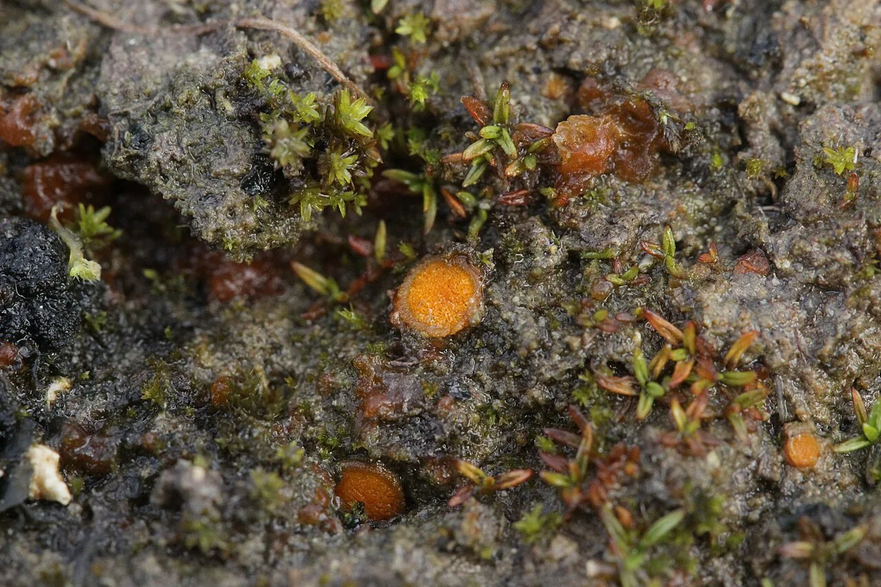 Lamprospora exasperata (Lamprospora exasperata) — photo mycologique