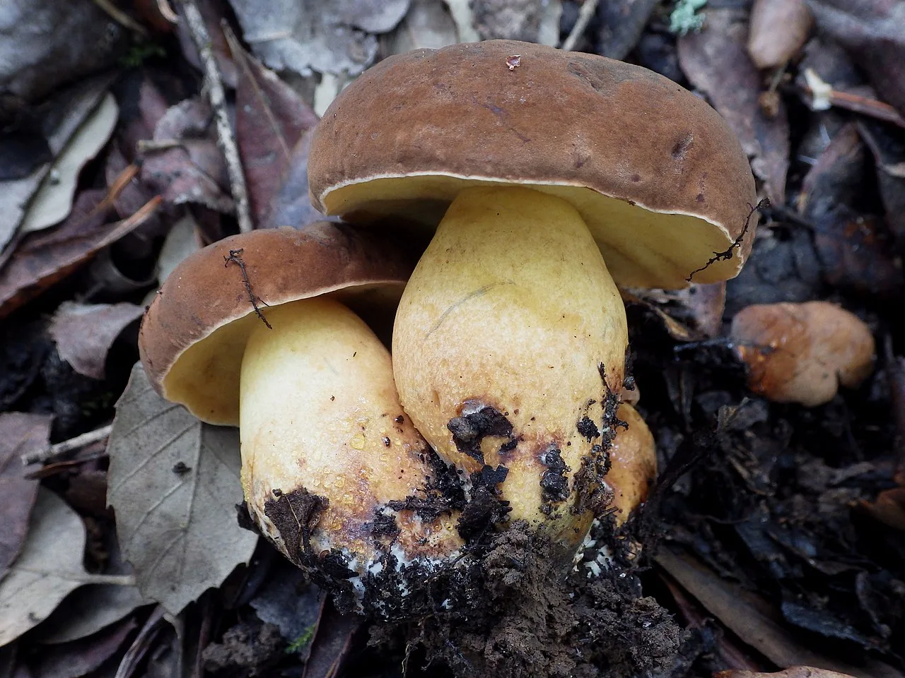 Lanmaoa fragrans (Lanmaoa fragrans) — photo mycologique