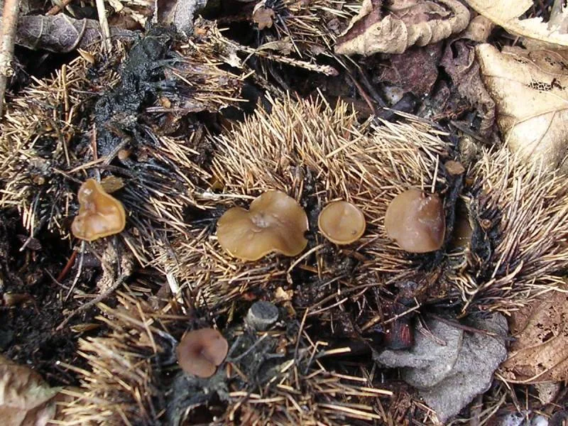 Lanzia cremea (Lanzia cremea) — photo mycologique