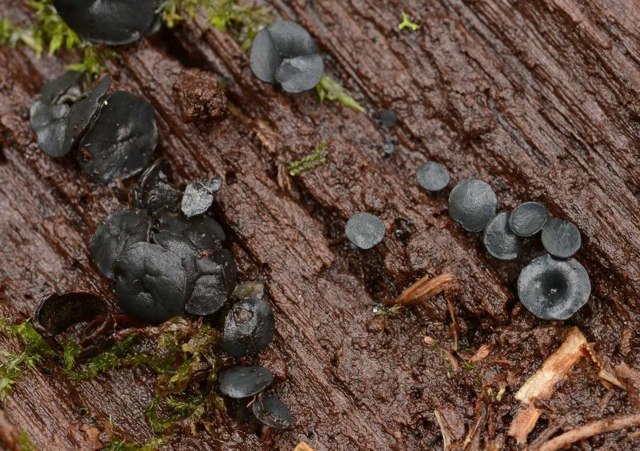 Lanzia lanaripes (Lanzia lanaripes) — photo mycologique
