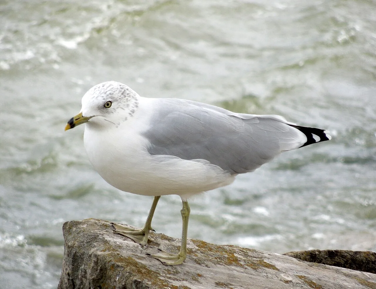 Goéland à bec cerclé (Larus delawarensis) — photo vertébré