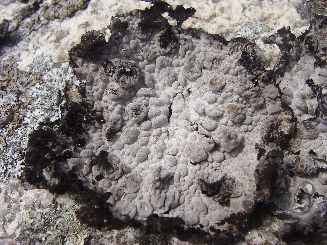 Lasallia pertusa (Lasallia pertusa) — photo mycologique