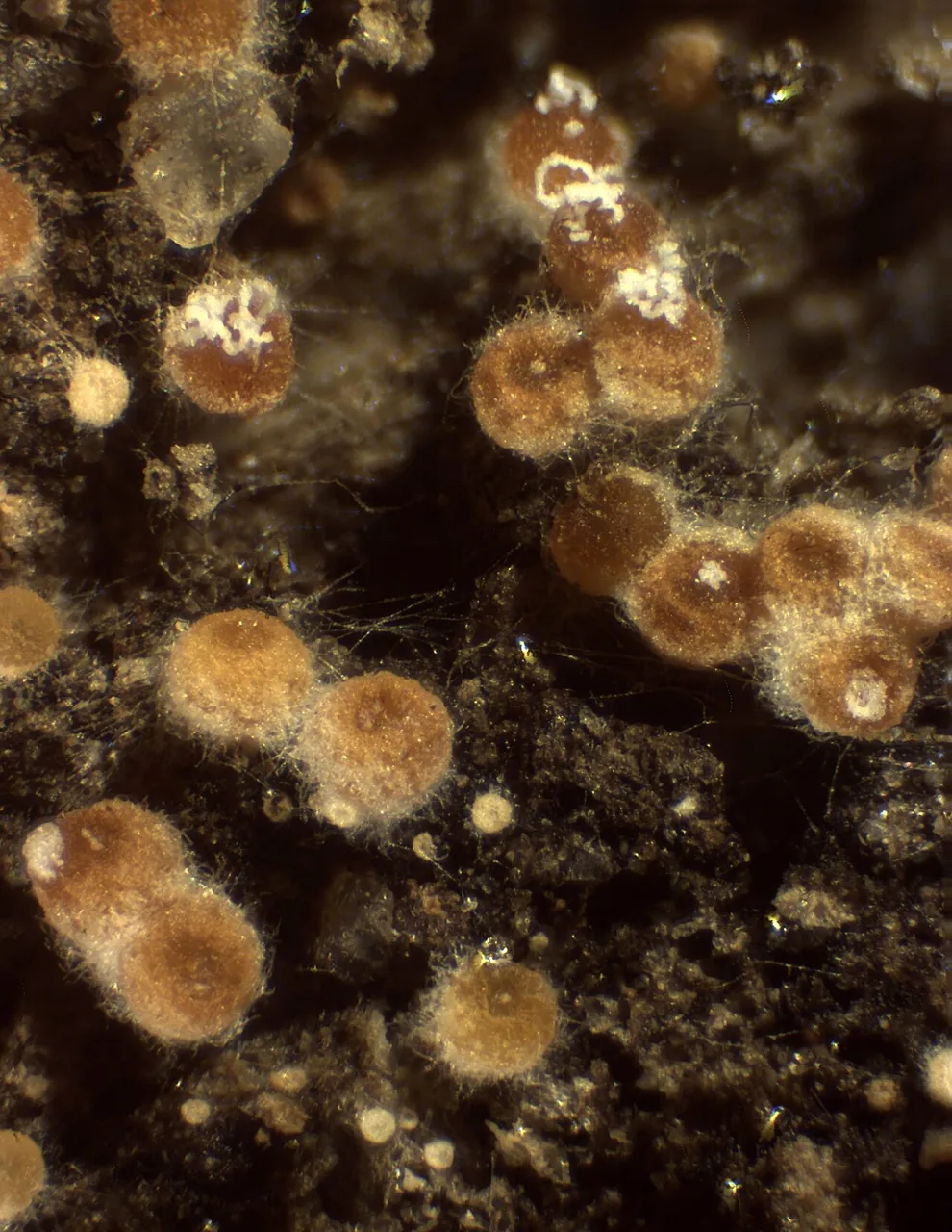 Lasionectria cannae (Lasionectria cannae) — photo mycologique