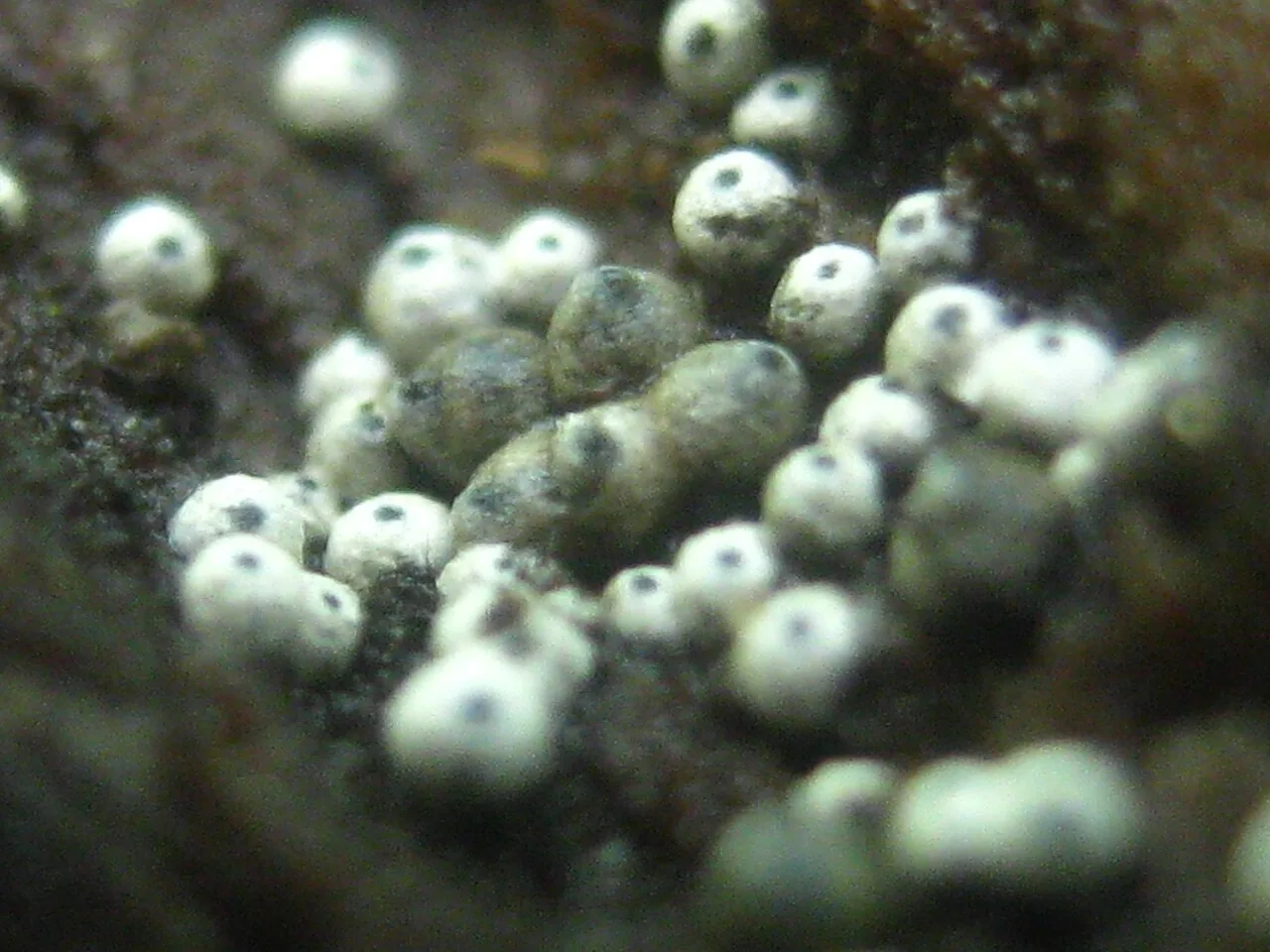 Lasiosphaeria caryophylli (Lasiosphaeria caryophylli) — photo mycologique
