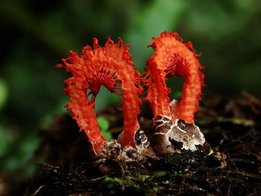 Laternea dringii (Laternea dringii) — photo mycologique