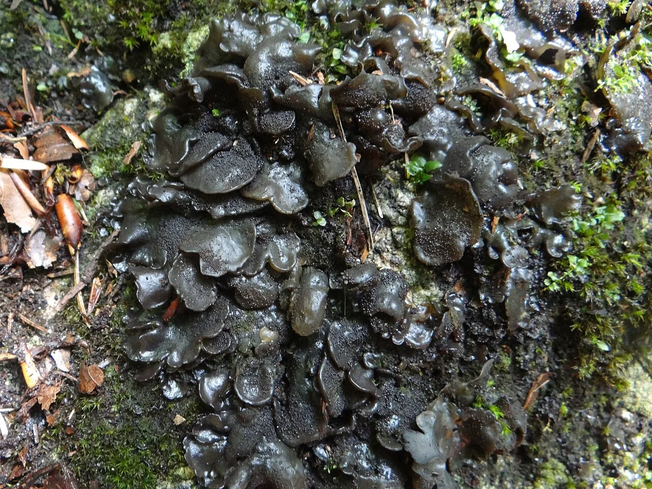 Lathagrium latzelii (Lathagrium latzelii) — photo mycologique