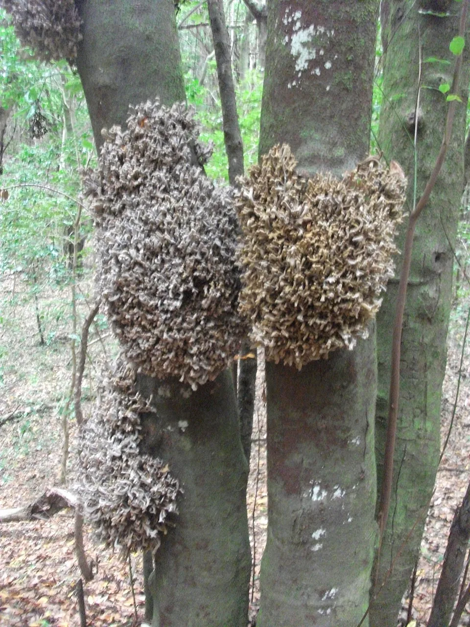 Laurobasidium lauri (Laurobasidium lauri) — photo mycologique