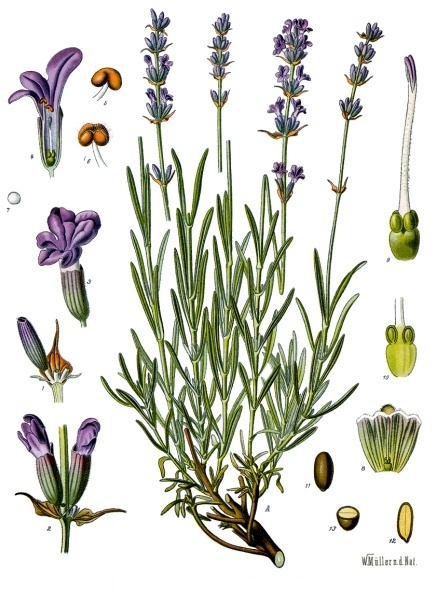 Lavande (Lavandula) — photo botanique