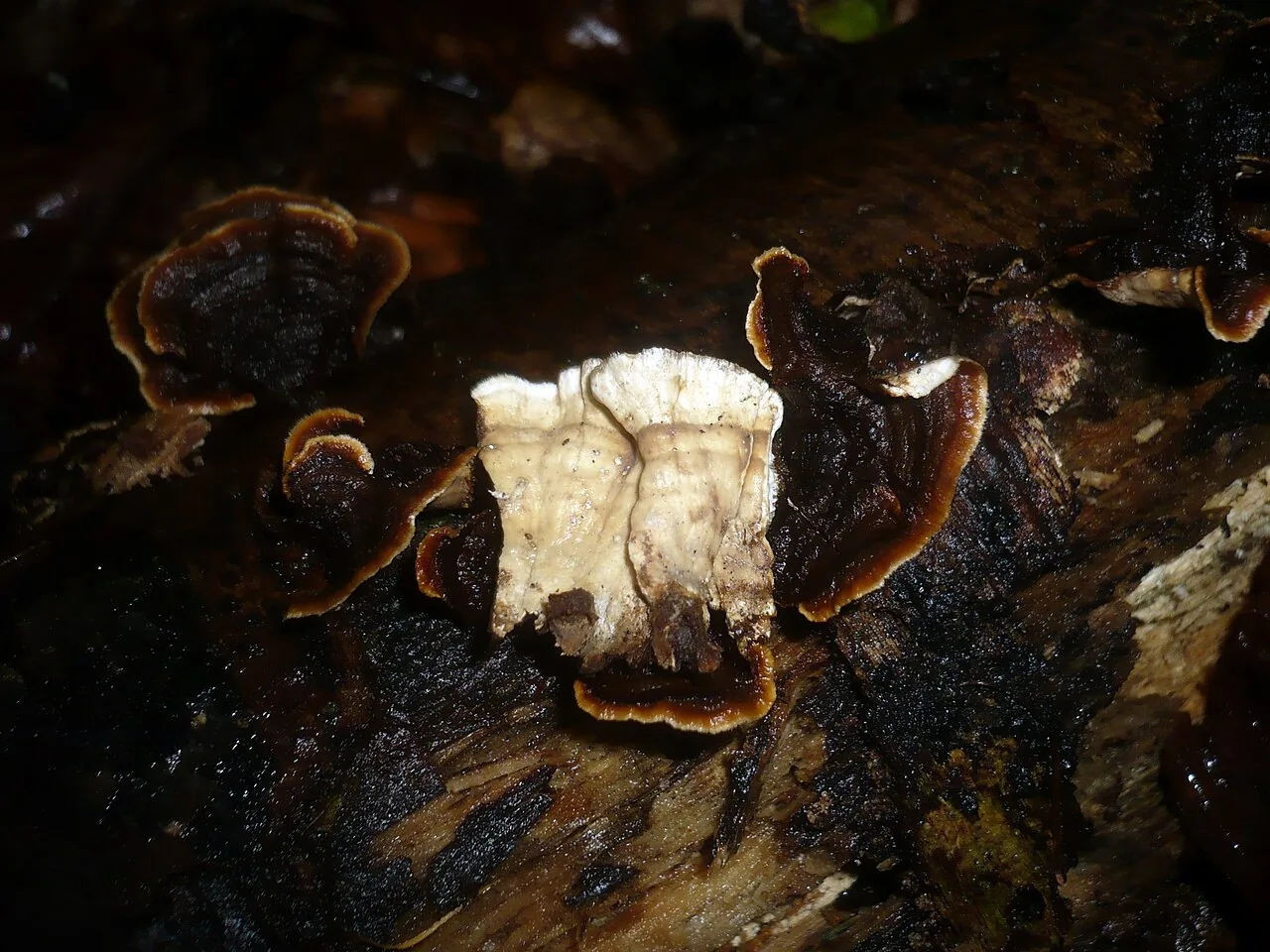 Laxitextum globisporum (Laxitextum globisporum) — photo mycologique
