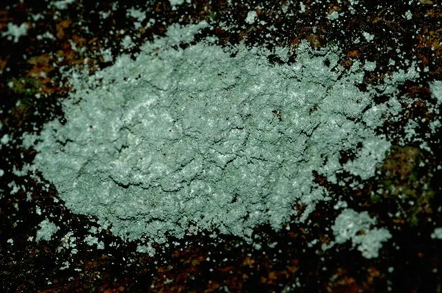 Lecanactis borbonica (Lecanactis borbonica) — photo mycologique