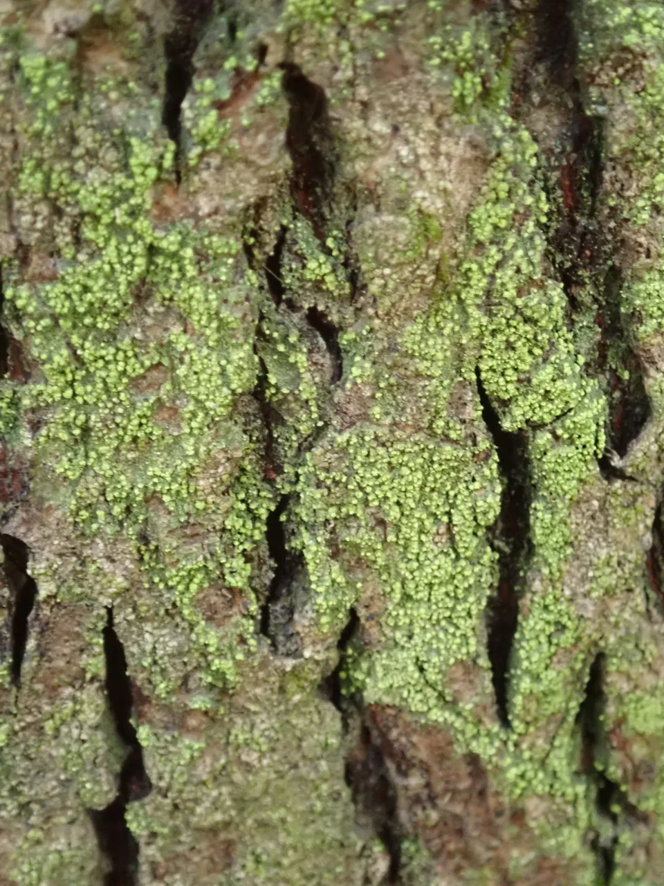 Lecania croatica (Lecania croatica) — photo mycologique