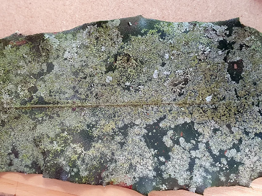 Lecania erysibe (Lecania erysibe) — photo mycologique