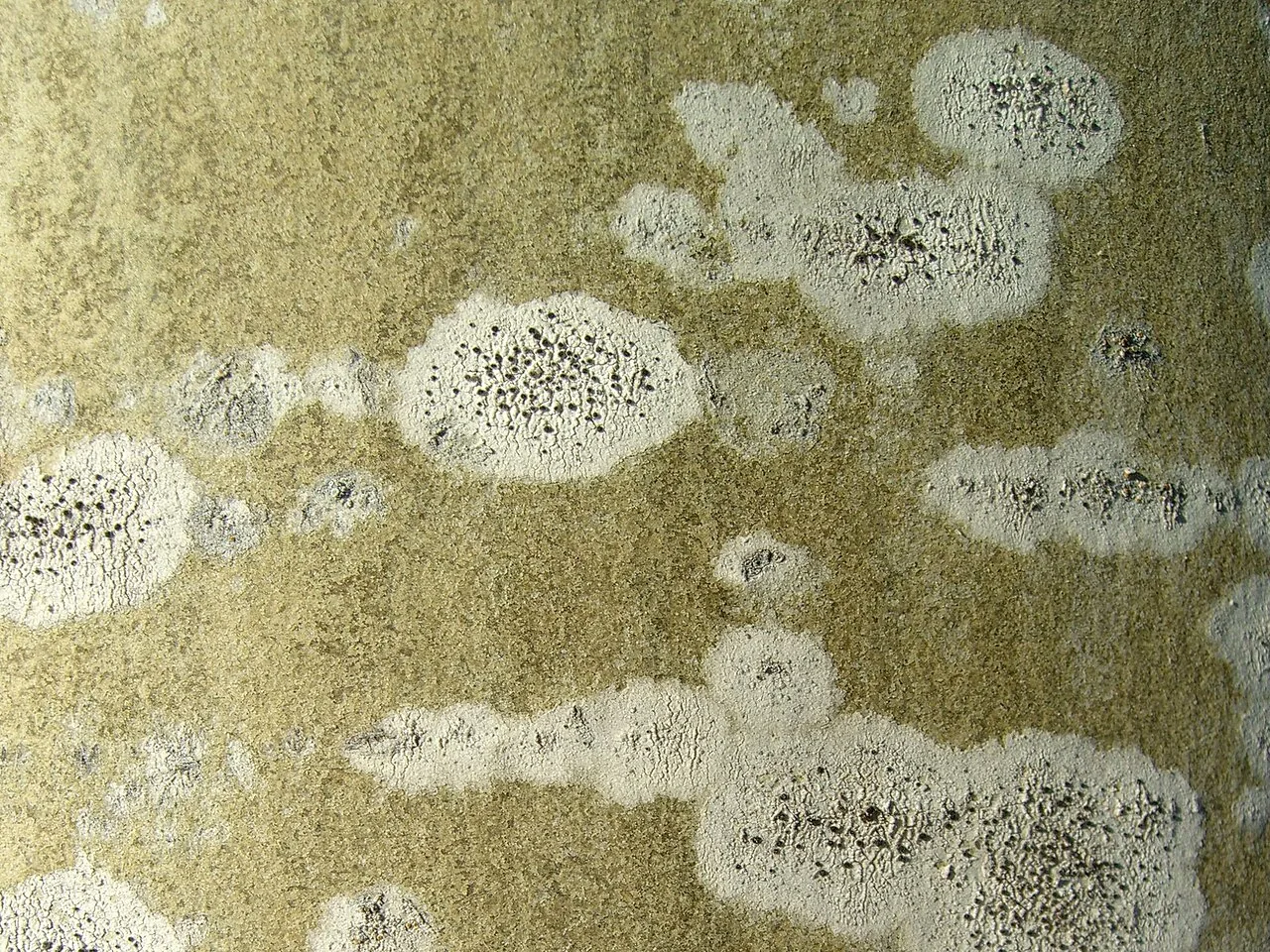 Lecania subcaesia (Lecania subcaesia) — photo mycologique