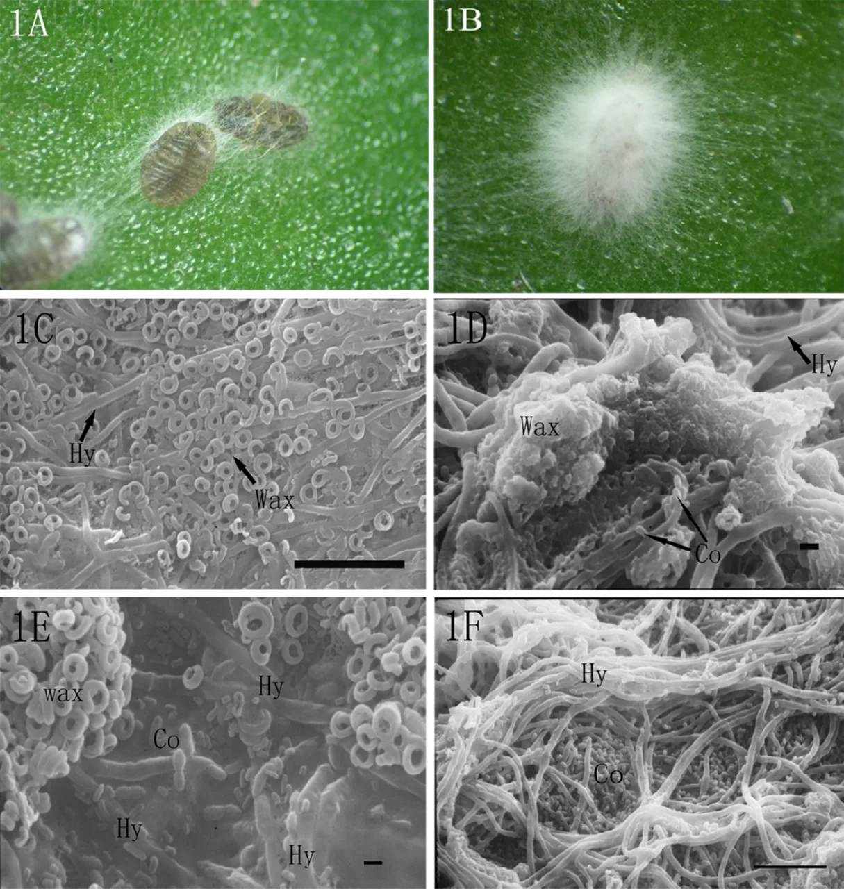 Lecanicillium praecognitum (Lecanicillium praecognitum) — photo mycologique