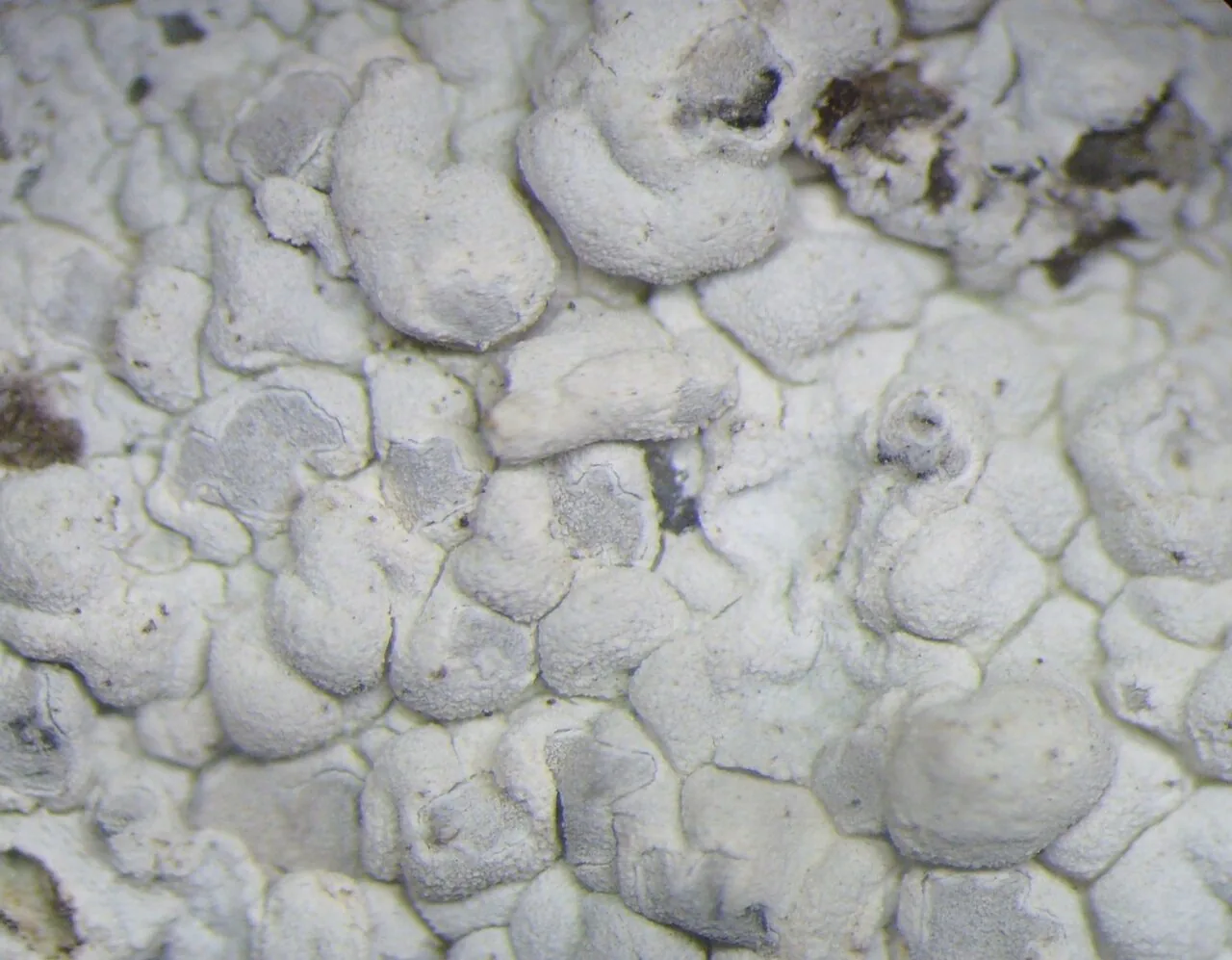 Lecanographa dialeuca (Lecanographa dialeuca) — photo mycologique