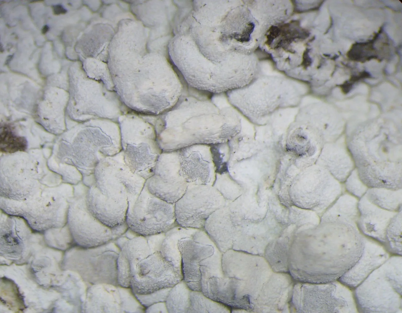 Lecanographa martii (Lecanographa martii) — photo mycologique
