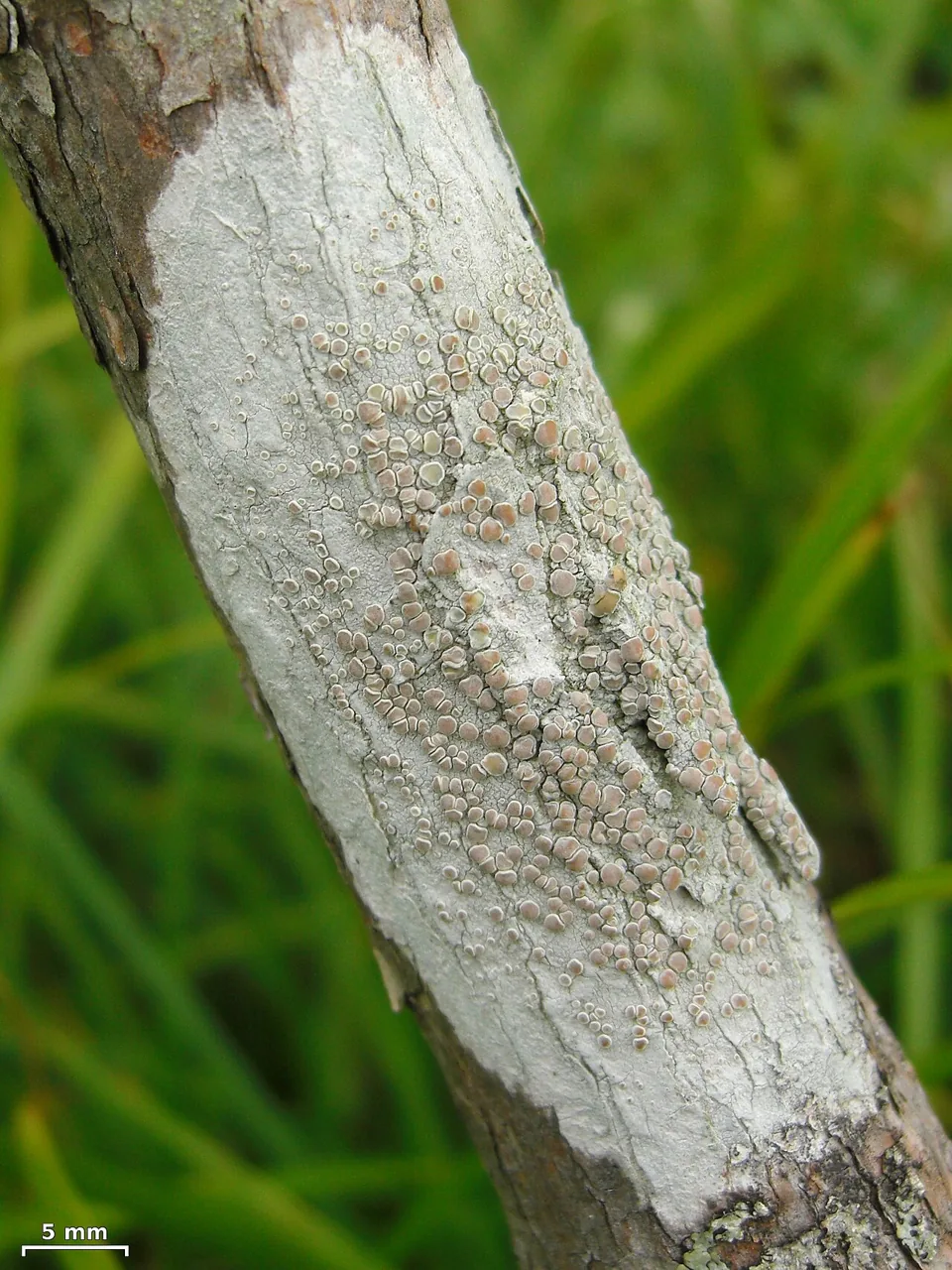 Lecanora caesiorubella (Lecanora caesiorubella) — photo mycologique