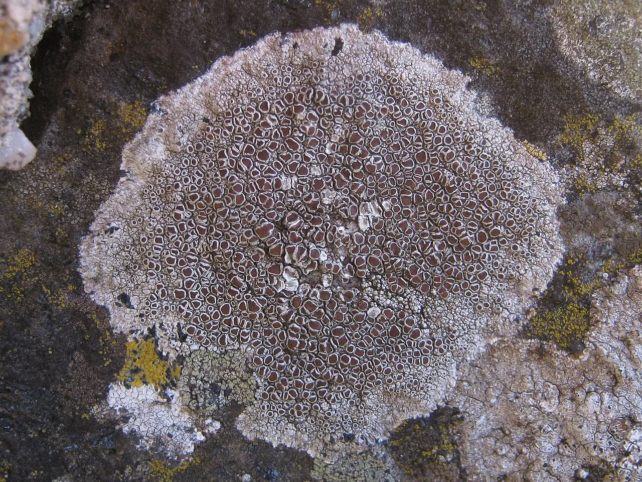 Lecanora campestris (Lecanora campestris) — photo mycologique