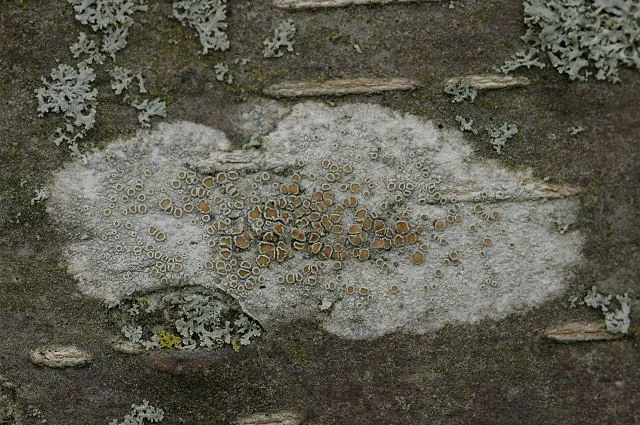 Lecanora chlarotera (Lecanora chlarotera) — photo mycologique