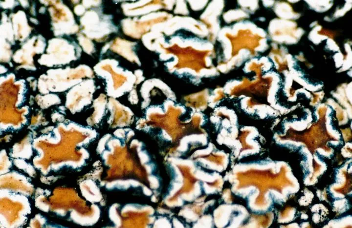 Lecanora concilians (Lecanora concilians) — photo mycologique