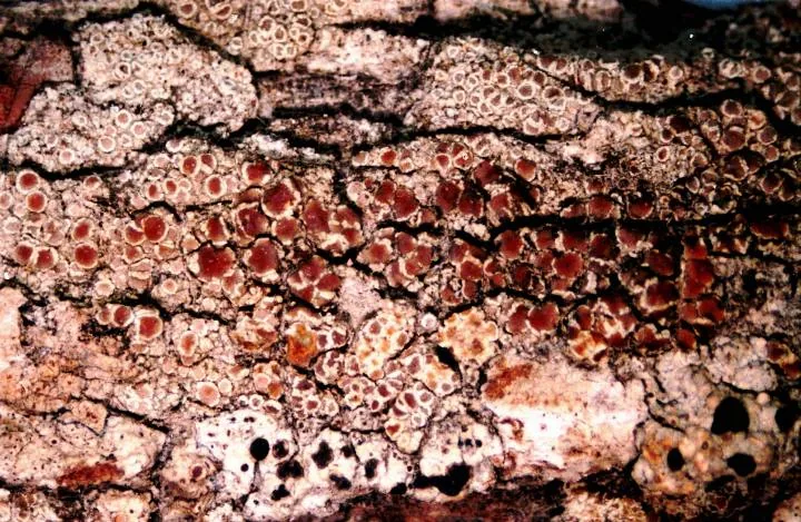 Lecanora expallens (Lecanora expallens) — photo mycologique