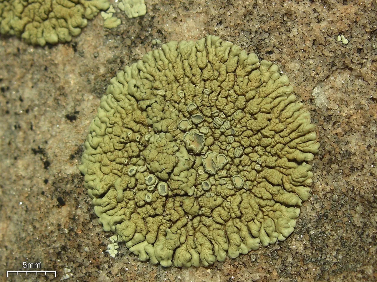 Lecanora garovaglioi (Lecanora garovaglioi) — photo mycologique