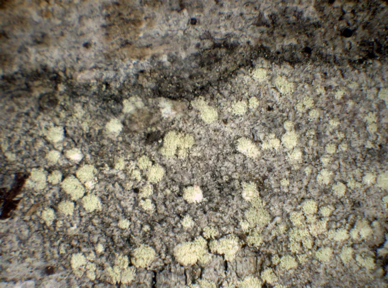 Lecanora jamesii (Lecanora jamesii) — photo mycologique