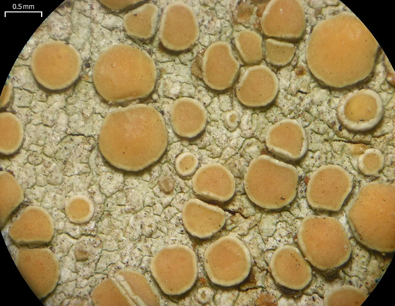 Lecanora louisianae (Lecanora louisianae) — photo mycologique