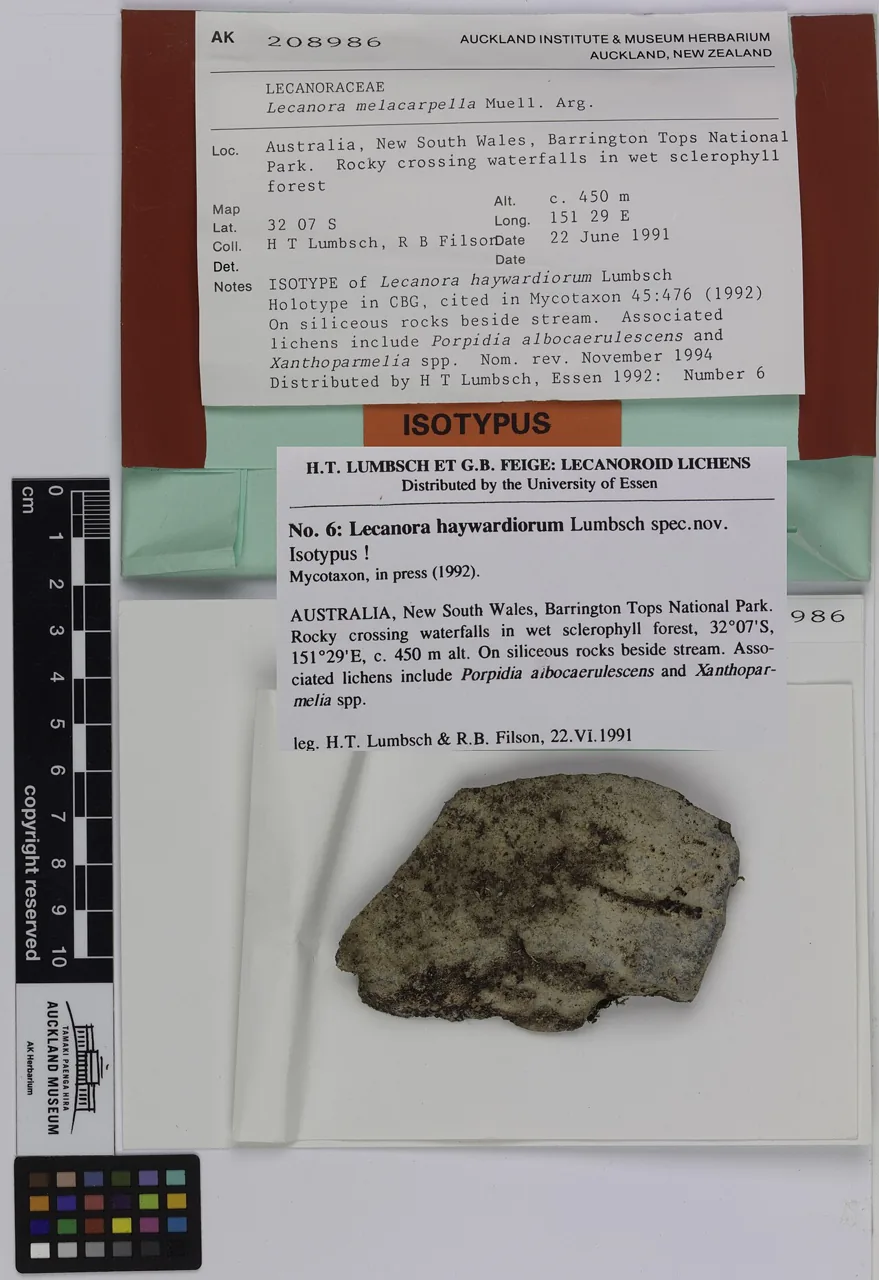 Lecanora melacarpella (Lecanora melacarpella) — photo mycologique