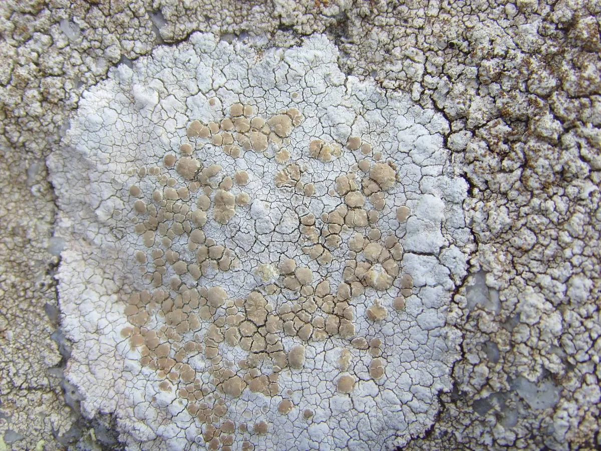 Lecanora parasitica (Lecanora parasitica) — photo mycologique