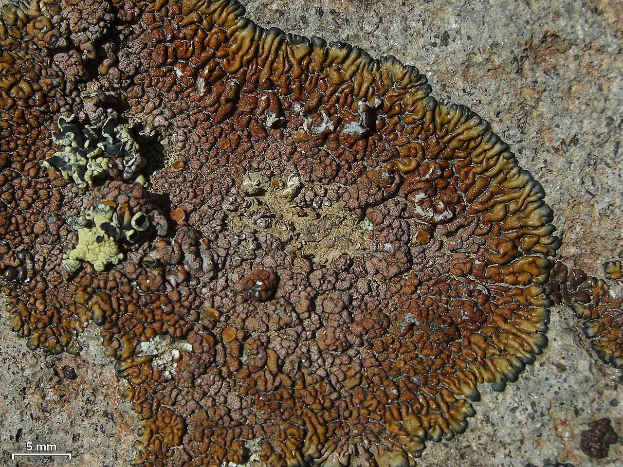 Lecanora pseudomellea (Lecanora pseudomellea) — photo mycologique