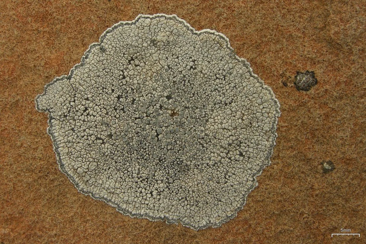 Lecanora ryanii (Lecanora ryanii) — photo mycologique