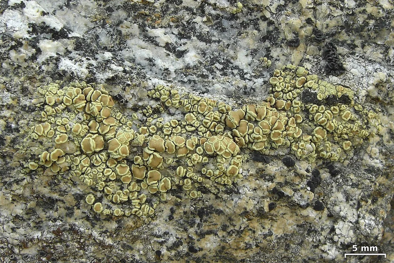 Lecanora stenotropa (Lecanora stenotropa) — photo mycologique