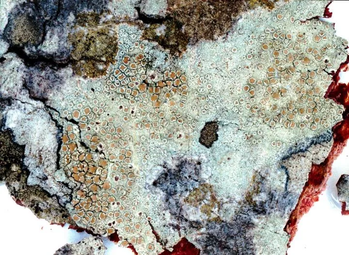 Lecanora strobilina (Lecanora strobilina) — photo mycologique