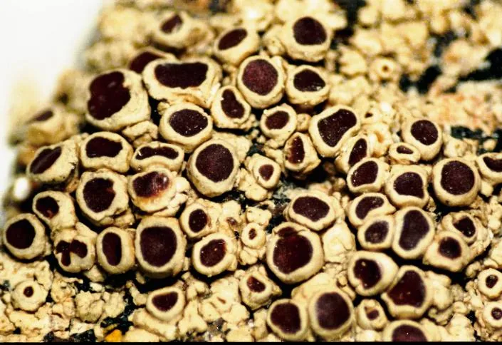 Lecanora xylophila (Lecanora xylophila) — photo mycologique