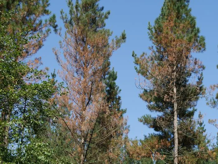 Lecanosticta acicola (Lecanosticta acicola) — photo mycologique