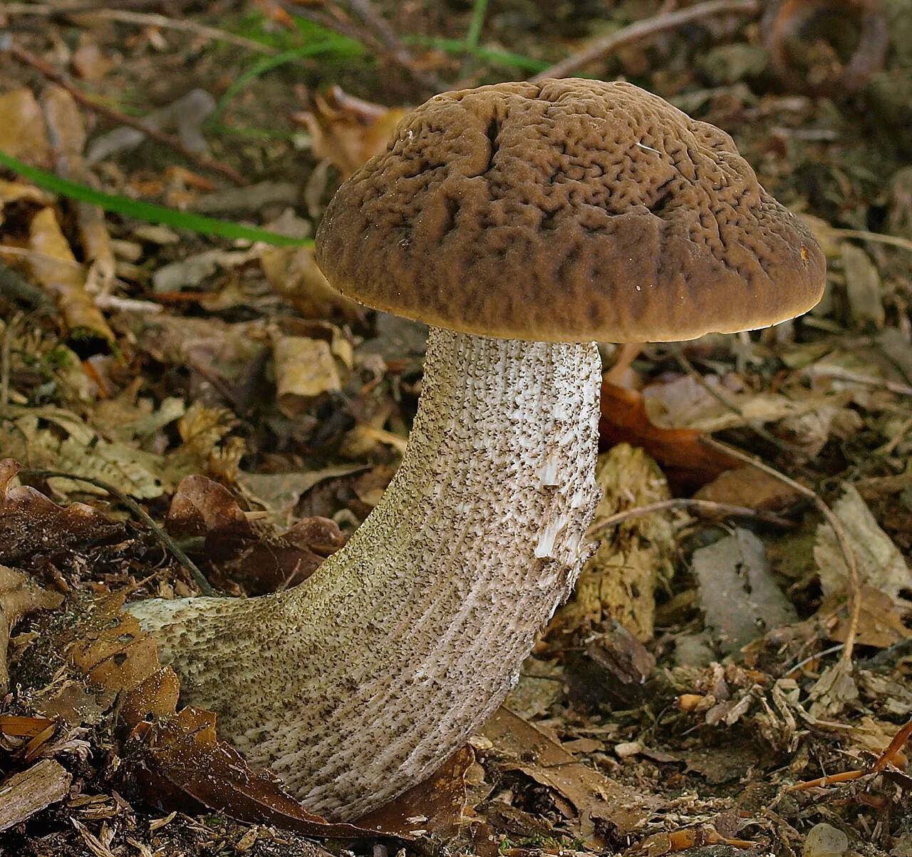 Leccinellum griseum (Leccinellum griseum) — photo mycologique