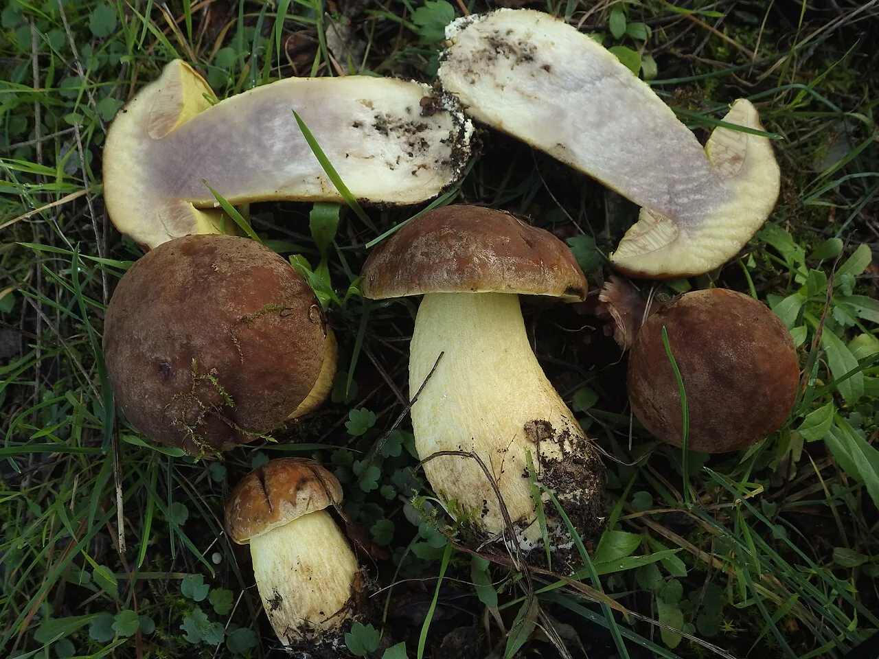 Leccinellum lepidum (Leccinellum lepidum) — photo mycologique