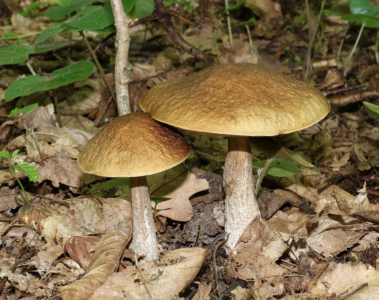Leccinellum pseudoscabrum (Leccinellum pseudoscabrum) — photo mycologique