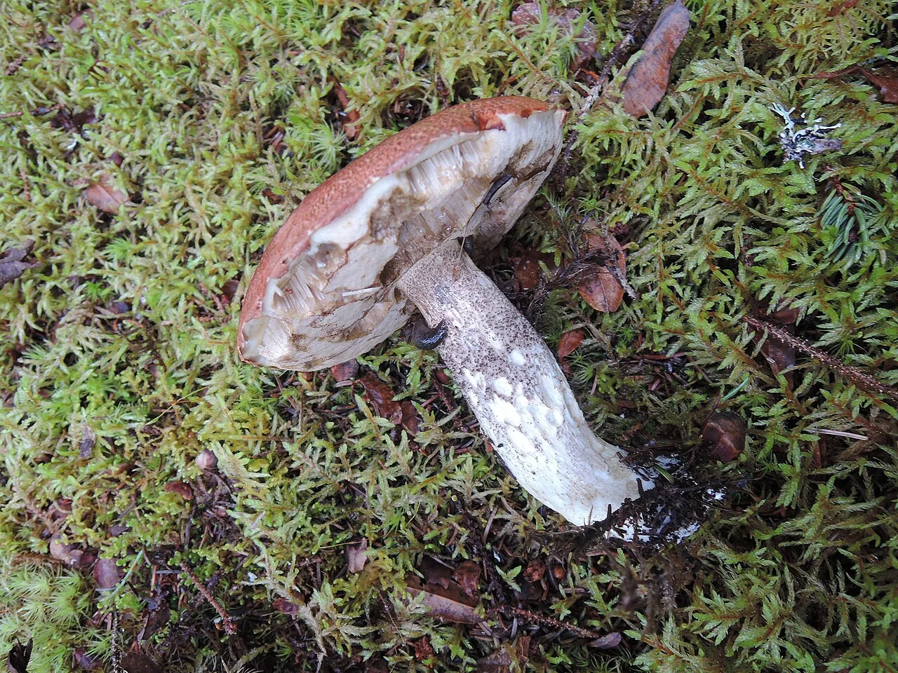 Leccinum arenicola (Leccinum arenicola) — photo mycologique