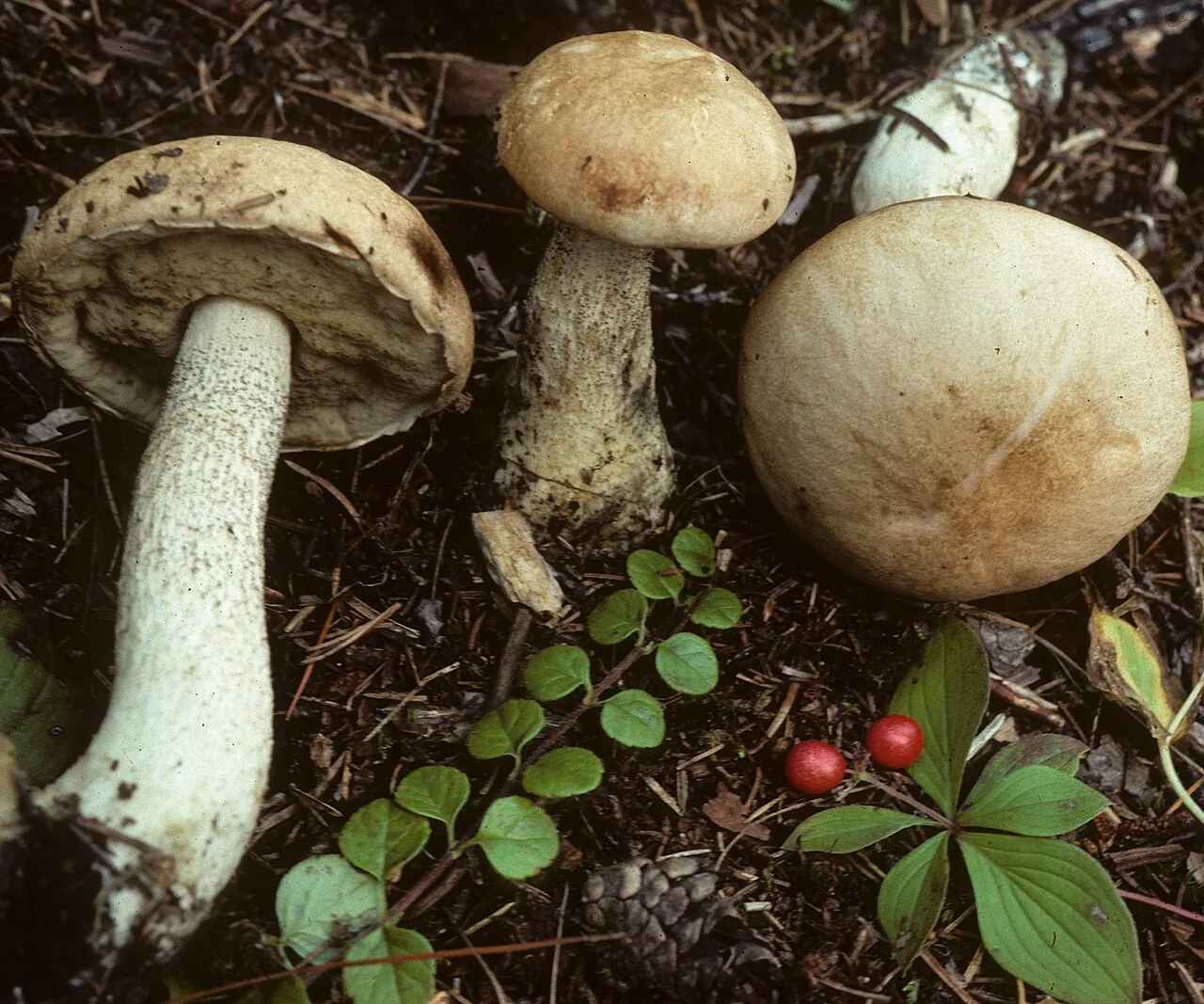 Leccinum areolatum (Leccinum areolatum) — photo mycologique