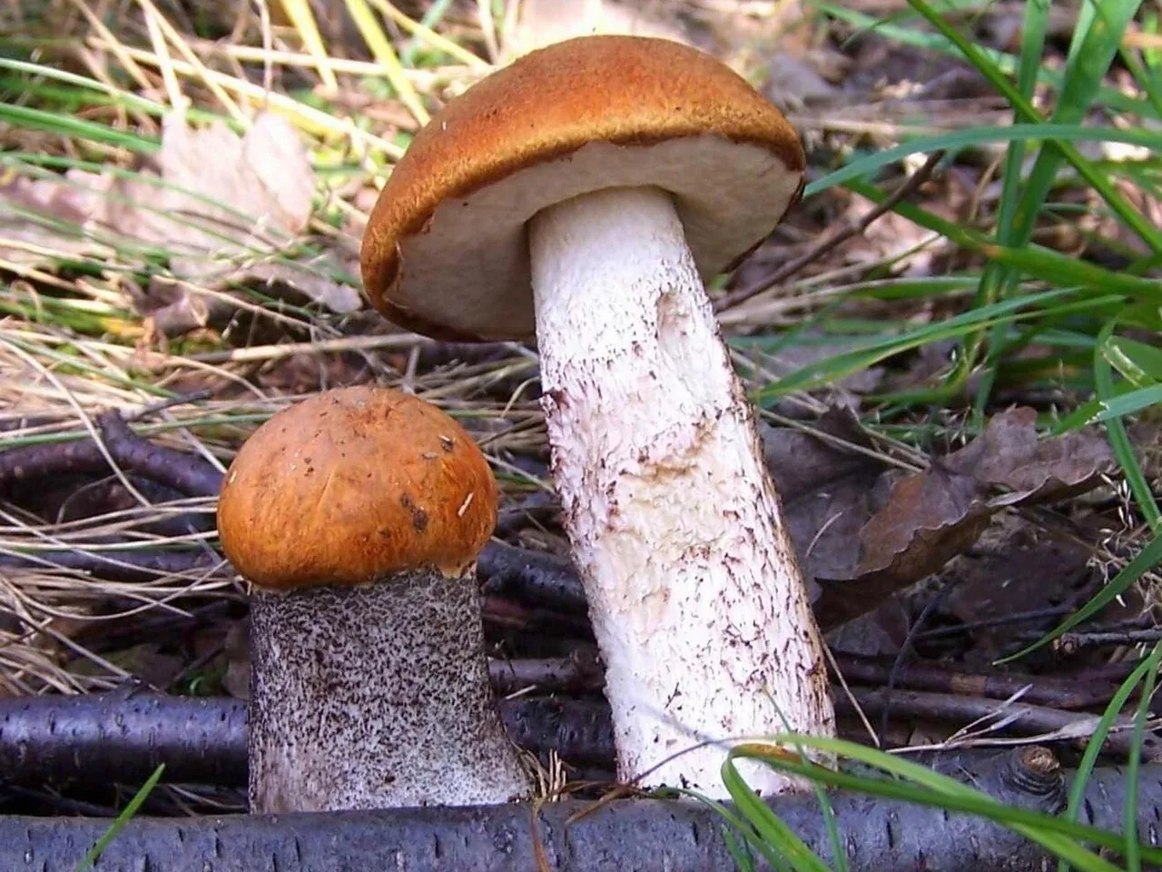 Leccinum aurantiacum (Leccinum aurantiacum) — photo mycologique