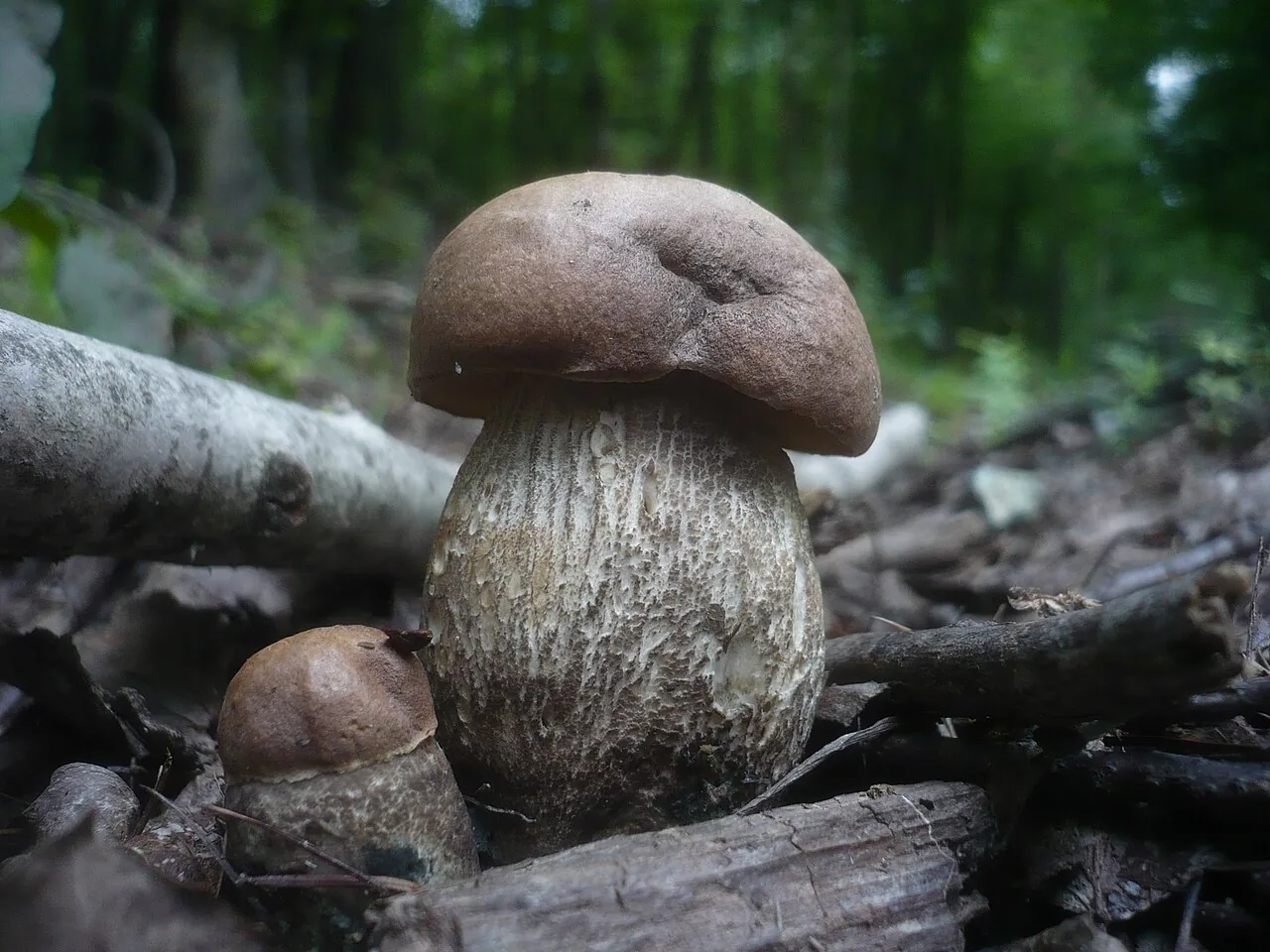 Leccinum duriusculum (Leccinum duriusculum) — photo mycologique