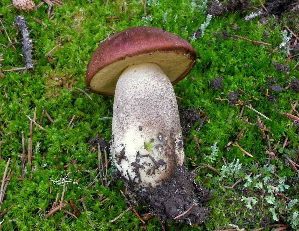 Leccinum fibrillosum (Leccinum fibrillosum) — photo mycologique